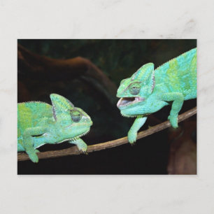 Chameleon-vykort Vykort