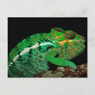 Chameleons Vykort