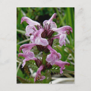 Chamisso Lousewort, Unalaska Island Vykort