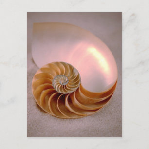Chamnumrerad Nautilus Vykort