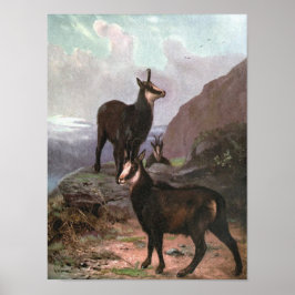 Chamois by CE Svan, Goats in Mountain Poster