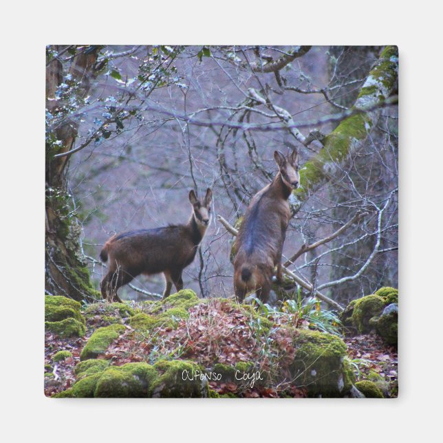 Chamois mamma och kalv magnet (Framsidan)