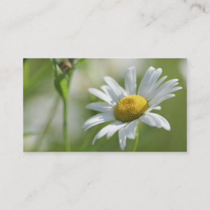 Chamomile