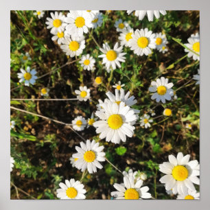 Chamomile-blommor Poster