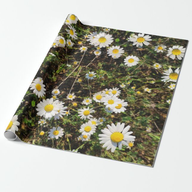 Chamomile-blommor Presentpapper (Utrullad)