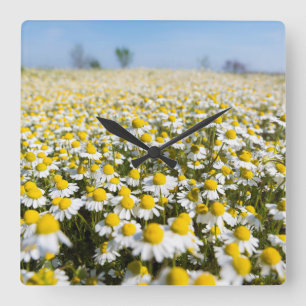 Chamomile Fält, Ungern Fyrkantig Klocka