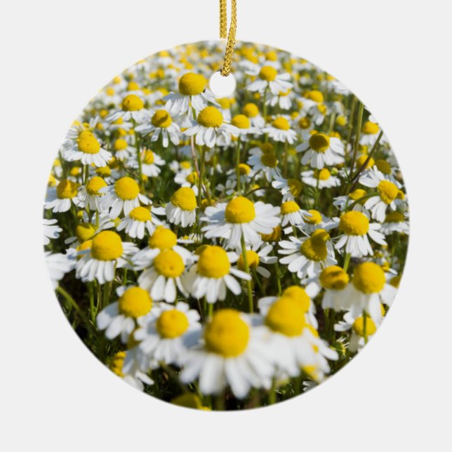 Chamomile Fält, Ungern Julgransprydnad Keramik (Framsidan)