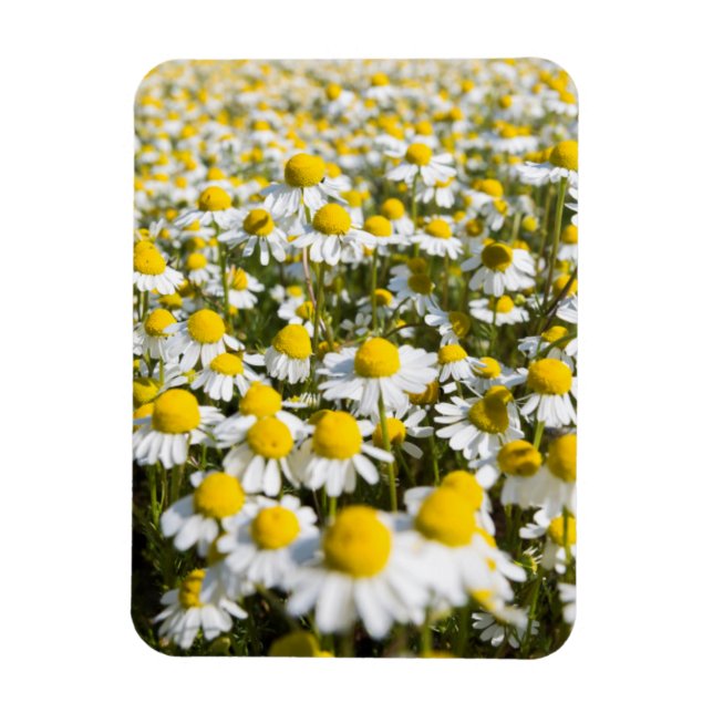 Chamomile Fält, Ungern Magnet (Vertikal)