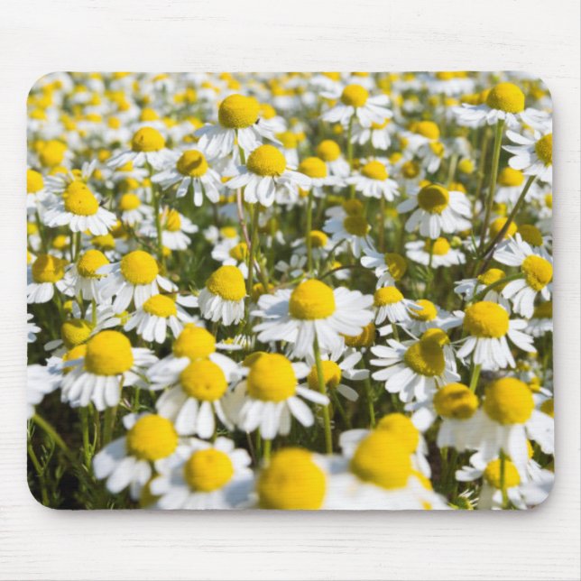 Chamomile Fält, Ungern Musmatta (Framsidan)