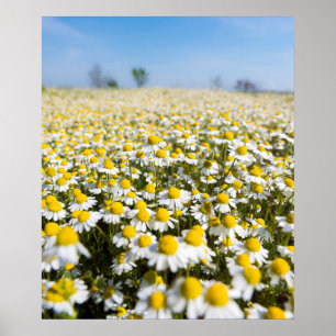 Chamomile Fält, Ungern Poster