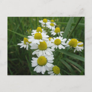 Chamomile Flowers Close Up DIY Postcard Vykort