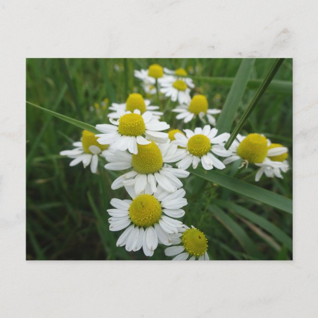Chamomile Flowers Close Up DIY Postcard Vykort (Framsida)