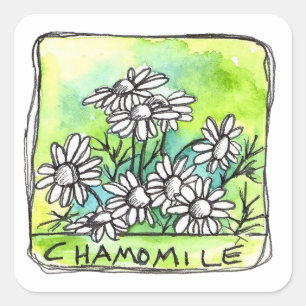 Chamomile Herb Tea Medicinal Plants Product Label Fyrkantigt Klistermärke