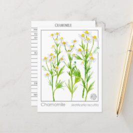 Chamomile Materia Medical Herbal Study Card Vykort
