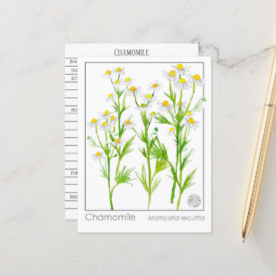 Chamomile Materia Medical Herbal Study Card Vykort