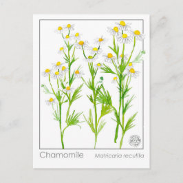 Chamomile Materia Medical Herbal Study Card Vykort