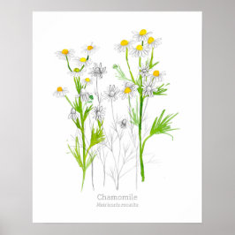 Chamomile Medicinal Herb Botanical Plant Poster