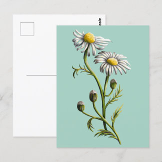 Chamomile-vykort Vykort