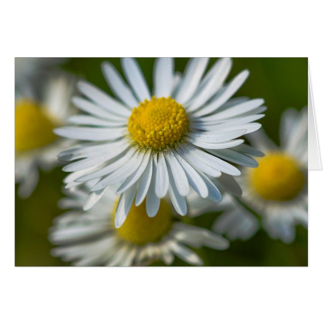 Chamomileblommor Hälsningskort (Framsidan Horizontal)