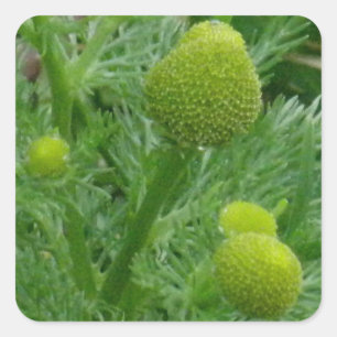 Chamomille, Matricaria matricarioides Fyrkantigt Klistermärke