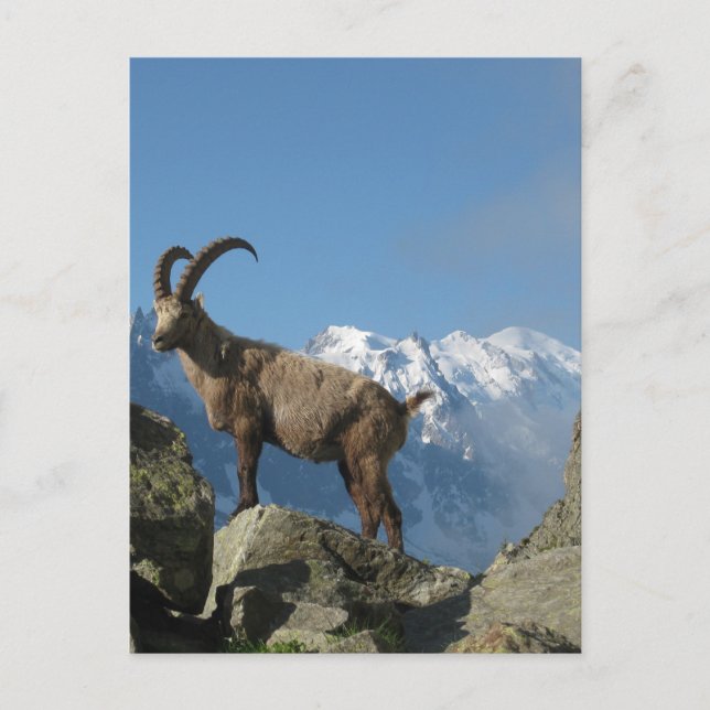 Chamonix Vykort (Framsida)