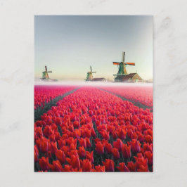 Champ de tulipes et moulins vykort