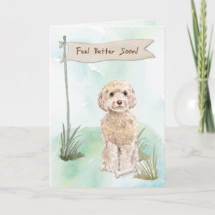 Champagne Cockapoo känner bättre kirurgi i Hund Kort