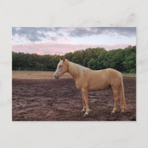 Champagne Horse Vykort