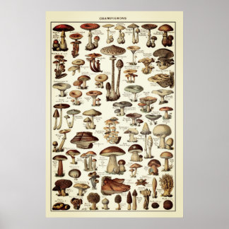Champignons diagram för svampar i vintage affisch