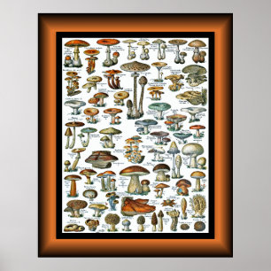 Champignons tous ~ Svampar för alla ~ Poste Poster