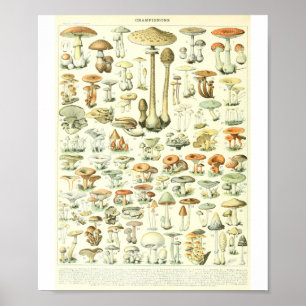 Champinjoner för Adolphe Millot Champignon B Poster