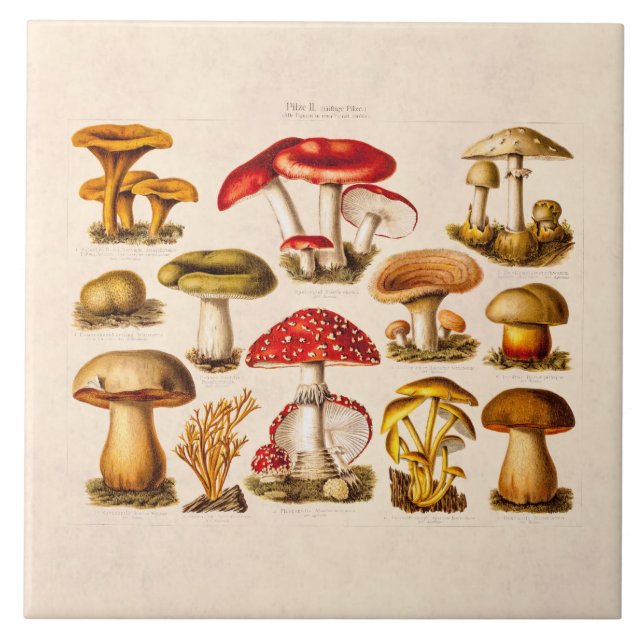 Champinjoner för variation för kakelplatta (Framsidan)