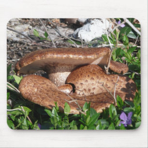 Champinjoner Musmatta