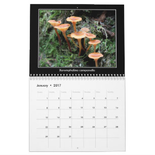 Champinjonkalender Kalender