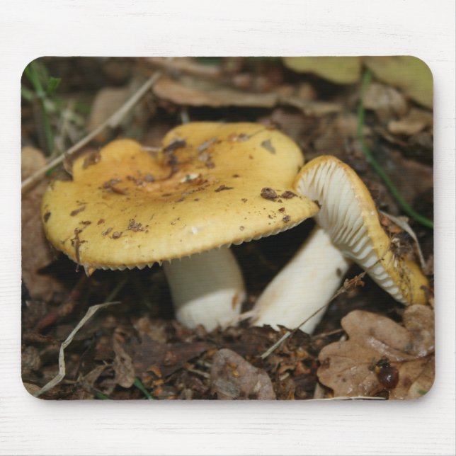 Champinjonmusmatta Musmatta (Framsidan)