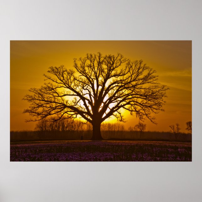 Champion Bur Oak Sunset Poster (Framsidan)