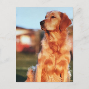 Champion Golden Retriever-Hund utomhusfoto Vykort