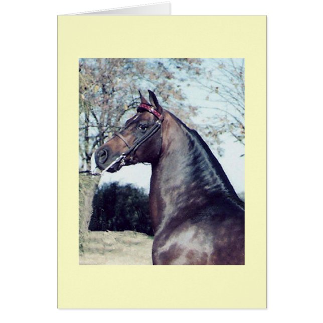 Champion OBS Kort (Framsidan)