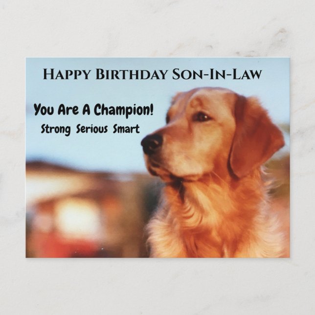 Champion Son-in-Law Birthday Golden Retriever Vykort (Framsida)