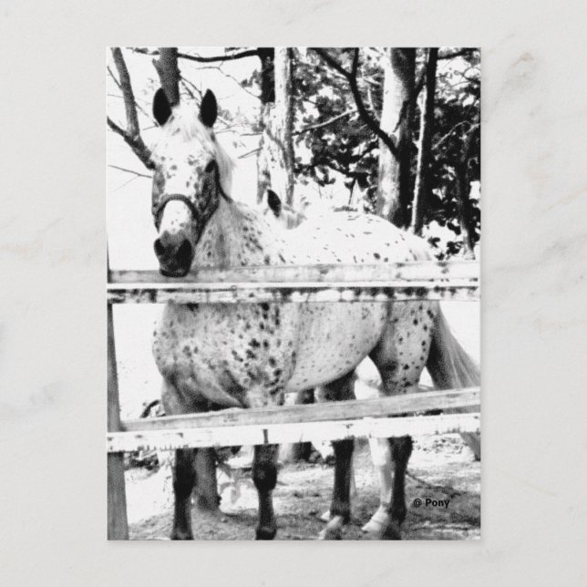 Chance Vykort (Framsida)