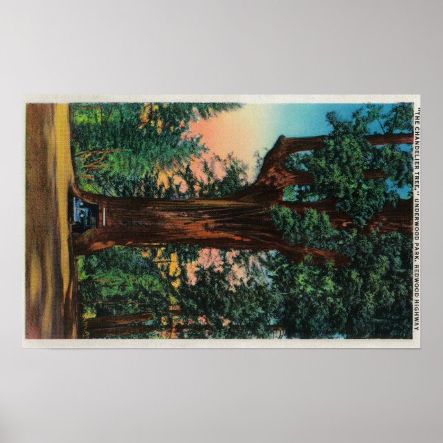 Chandelier Träd, Underwood Park Poster (Framsidan)