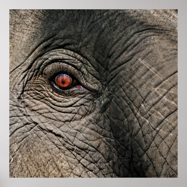 CHANG MAI ELEPHANT EYE POSTER (Framsidan)