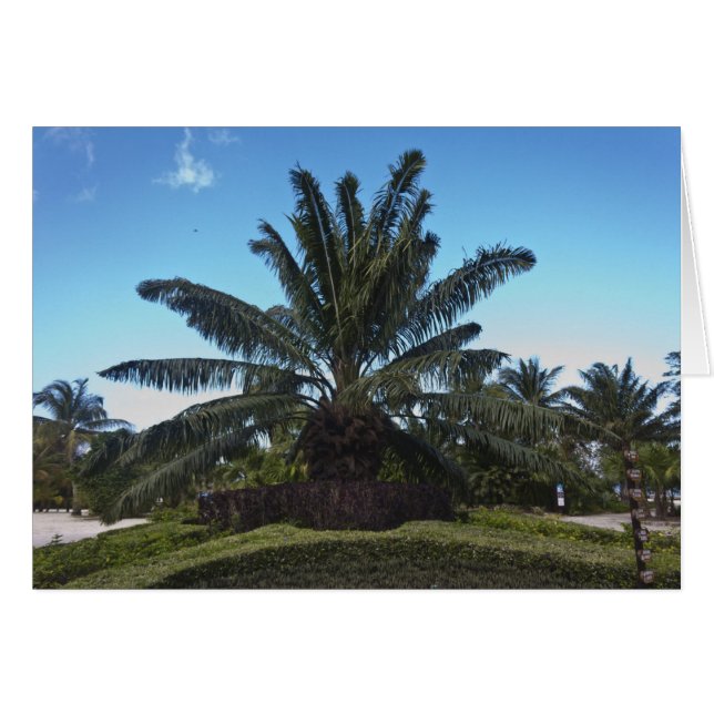 Chankanaab, Cozumel, Mexiko Hälsningskort (Framsidan Horizontal)