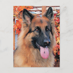 Chans - Långhårig tysk schäferhund Foto-7 Vykort