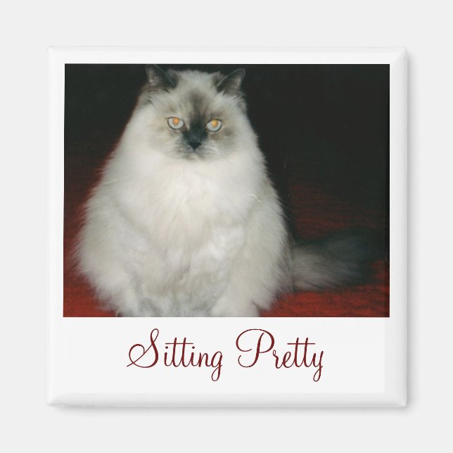 Chantal Cat Sitta Söt Magnet (Framsidan)