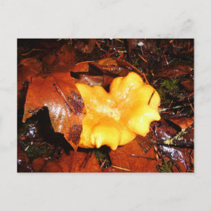 Chanterelle Mushroom in Rain Postcard Vykort