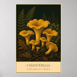 Chanterelle – Vintage Botanical Illustration Poster
