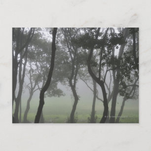 Chao dos Louros, Madeira, Portugal Vykort