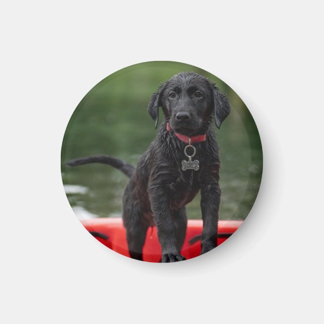 Chapa o imán con imagen de perro. magnet (Framsidan)