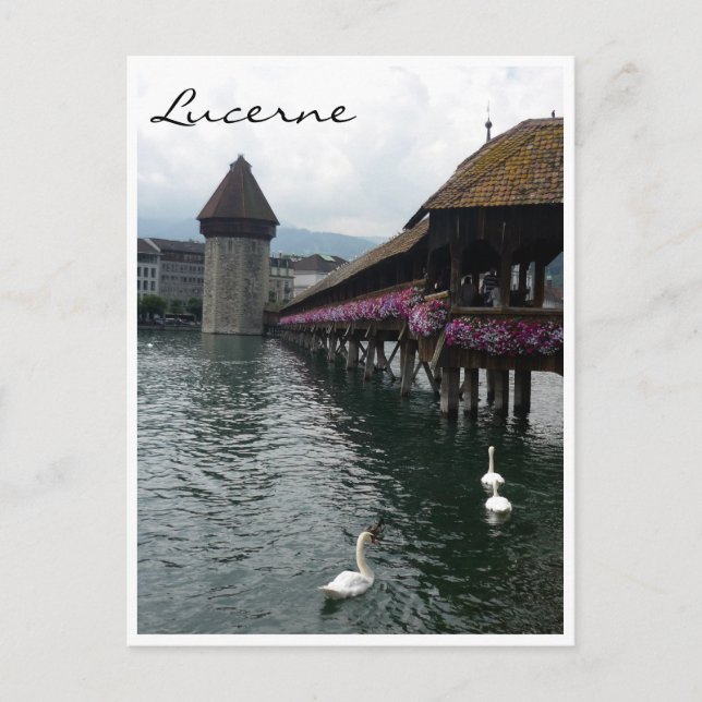 Chapel bridge svanar vykort (Framsida)